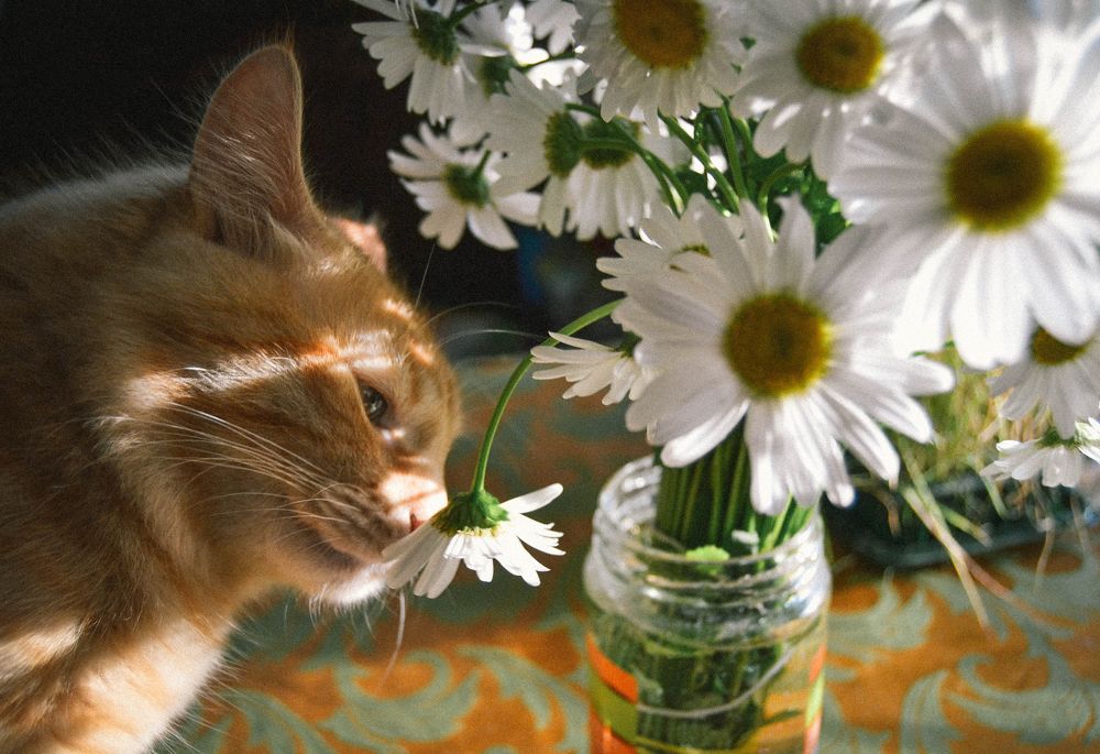 Фотография автора Анастасия Сироткина