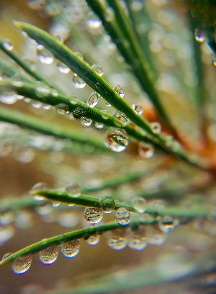 Photograph by Светлана Шелухеева