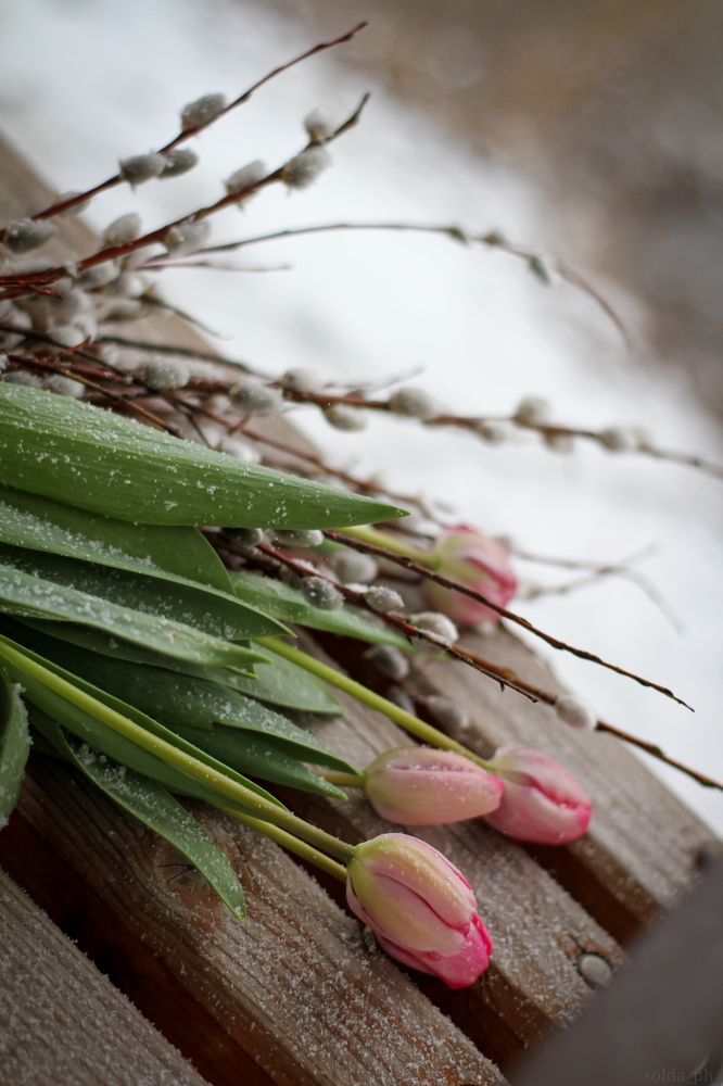 Photograph by Светлана Солдатченкова