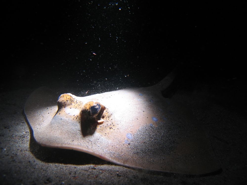 What I do in the shadows