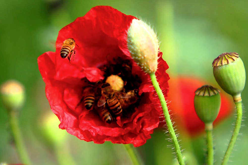 Photograph by mehdi karimi souderjani