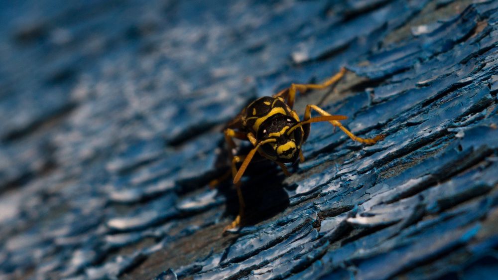 Photograph by maksim telegin