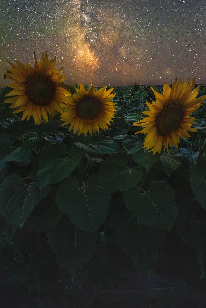 Под светом далёких звёзд