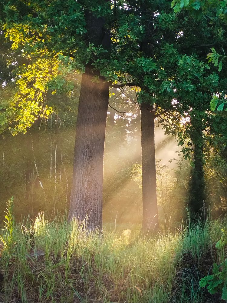 Утро в дубовой роще
