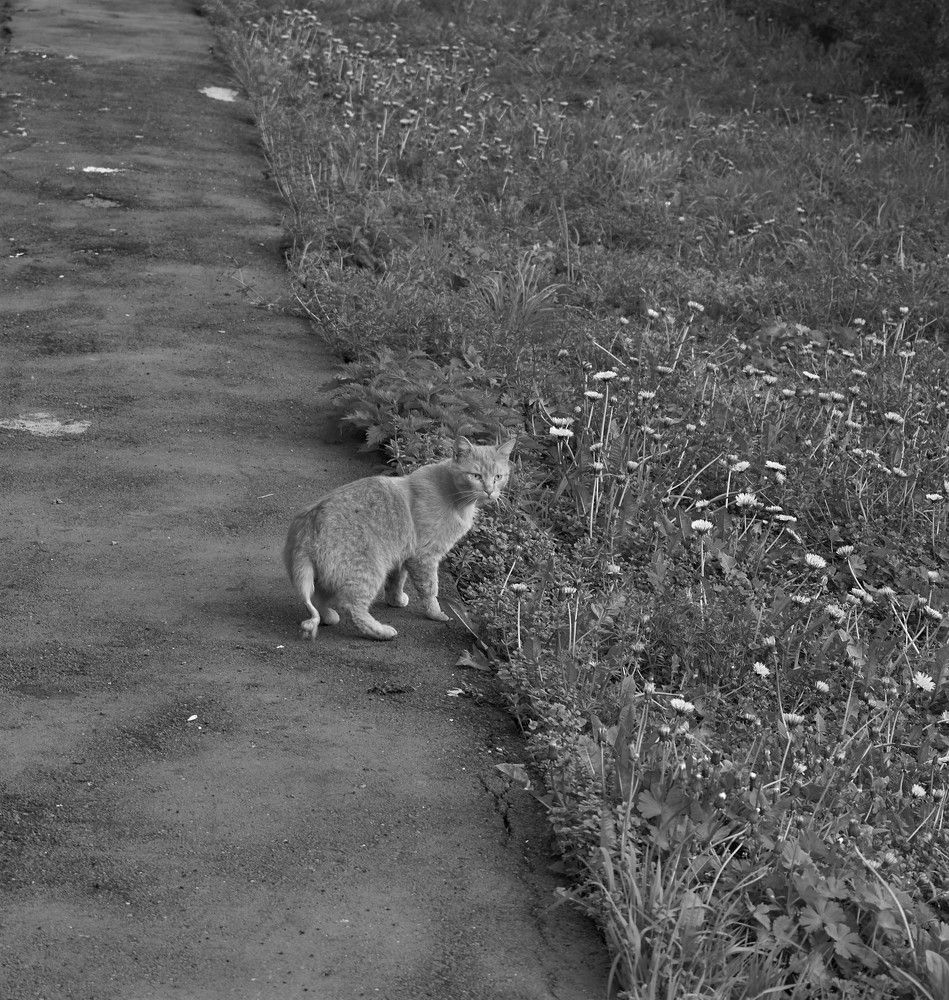 Дворовые коты