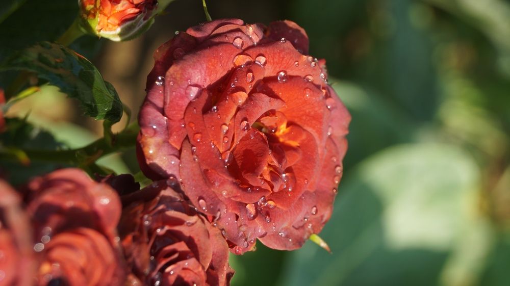 Photograph by Кнак Надежда