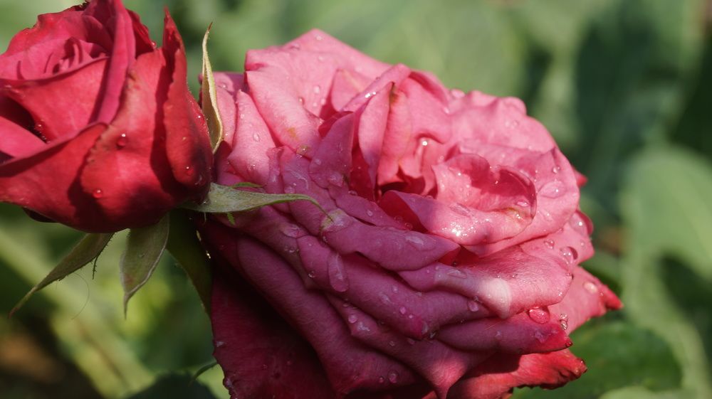 Photograph by Кнак Надежда