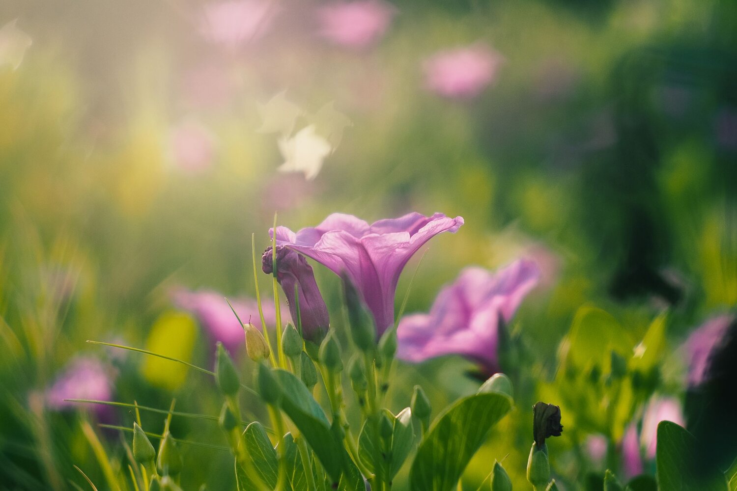Flowers in the early morning light