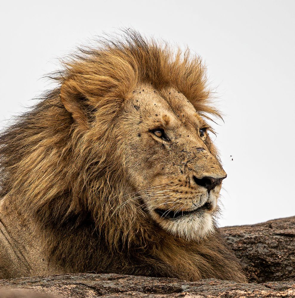 Фотография автора Rajharsha Narayanswamy