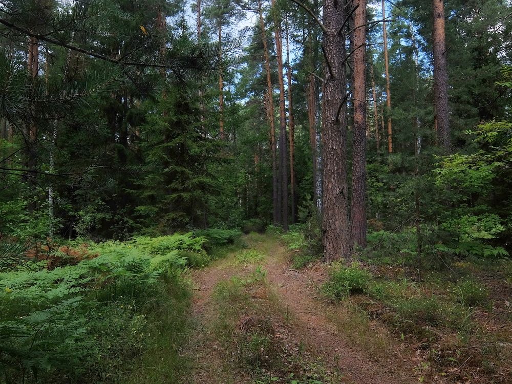 Лесная дорога.