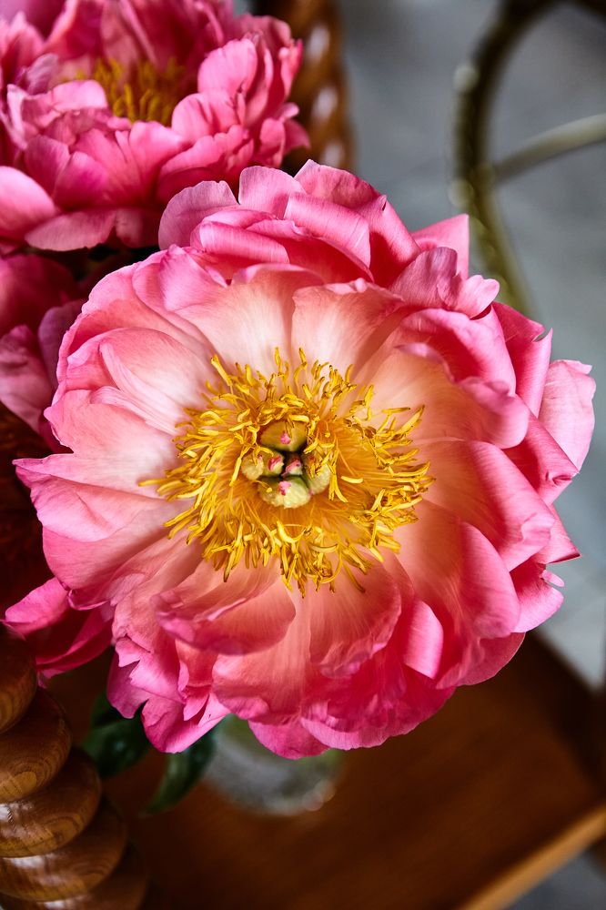 НЕЖНОСТЬ и ГРАЦИЯ