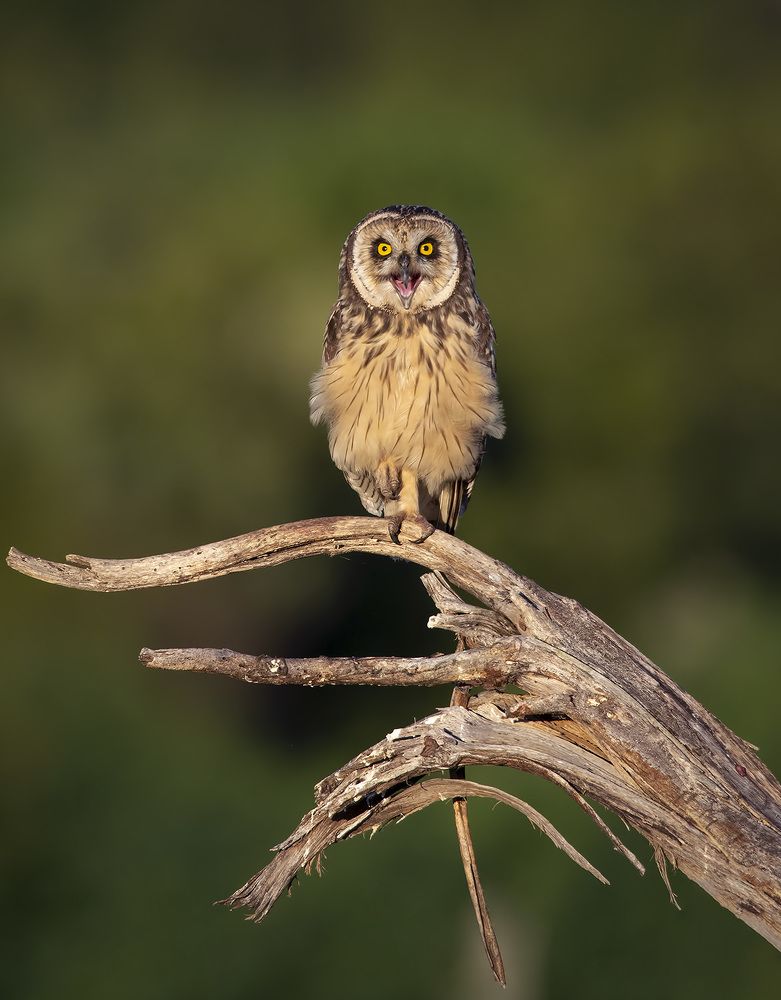 Photograph by André Inidio