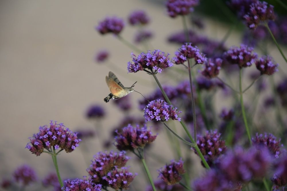 Photograph by Maiya Bulatova