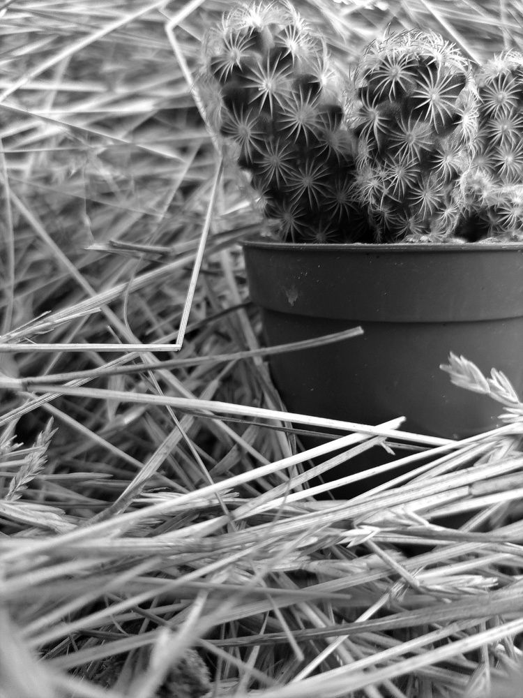 Photograph by Станислава