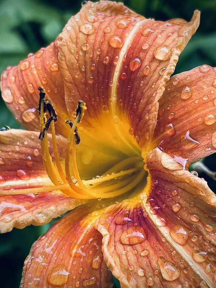 Photograph by Iuliia Akhulkova