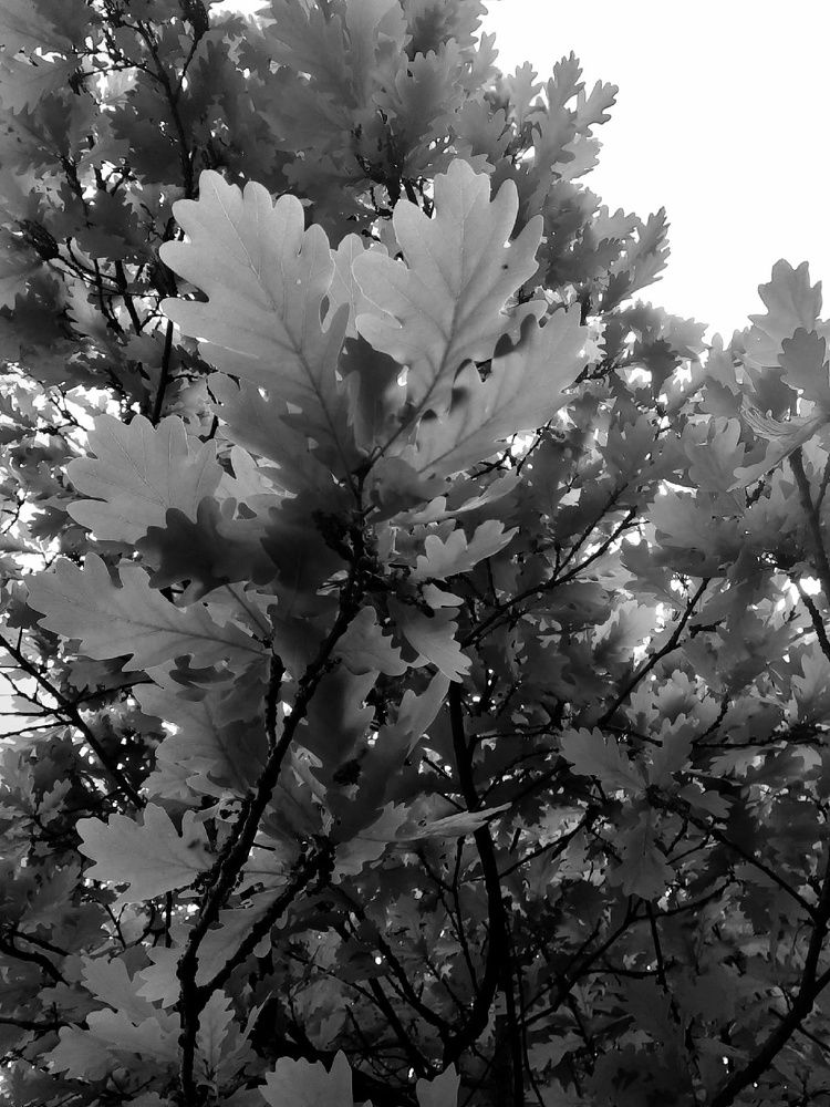 Photograph by Евгения Ульянова