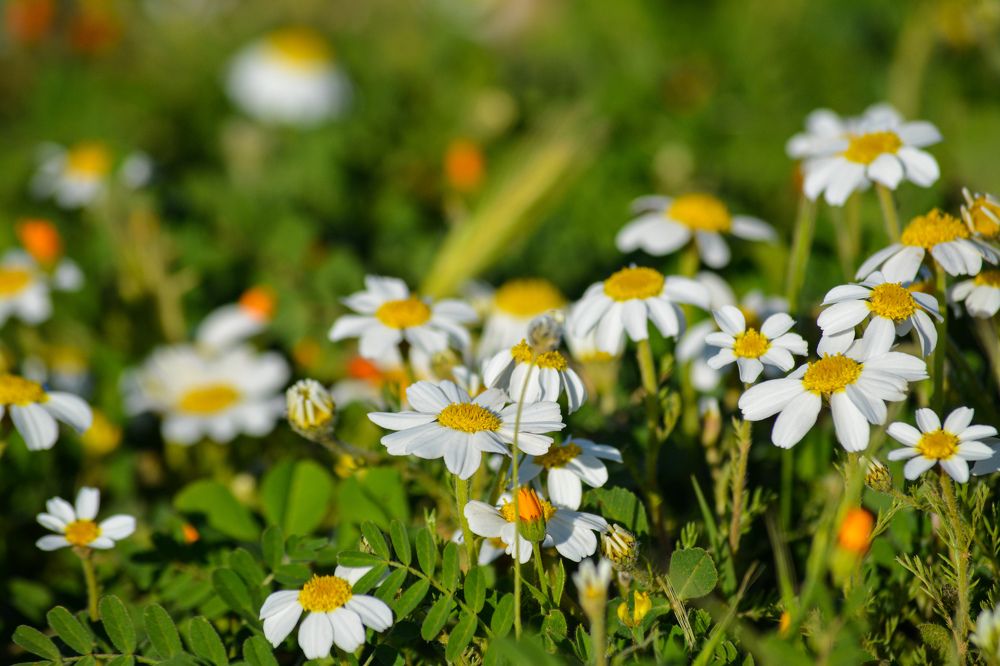Anthemis arvensis
