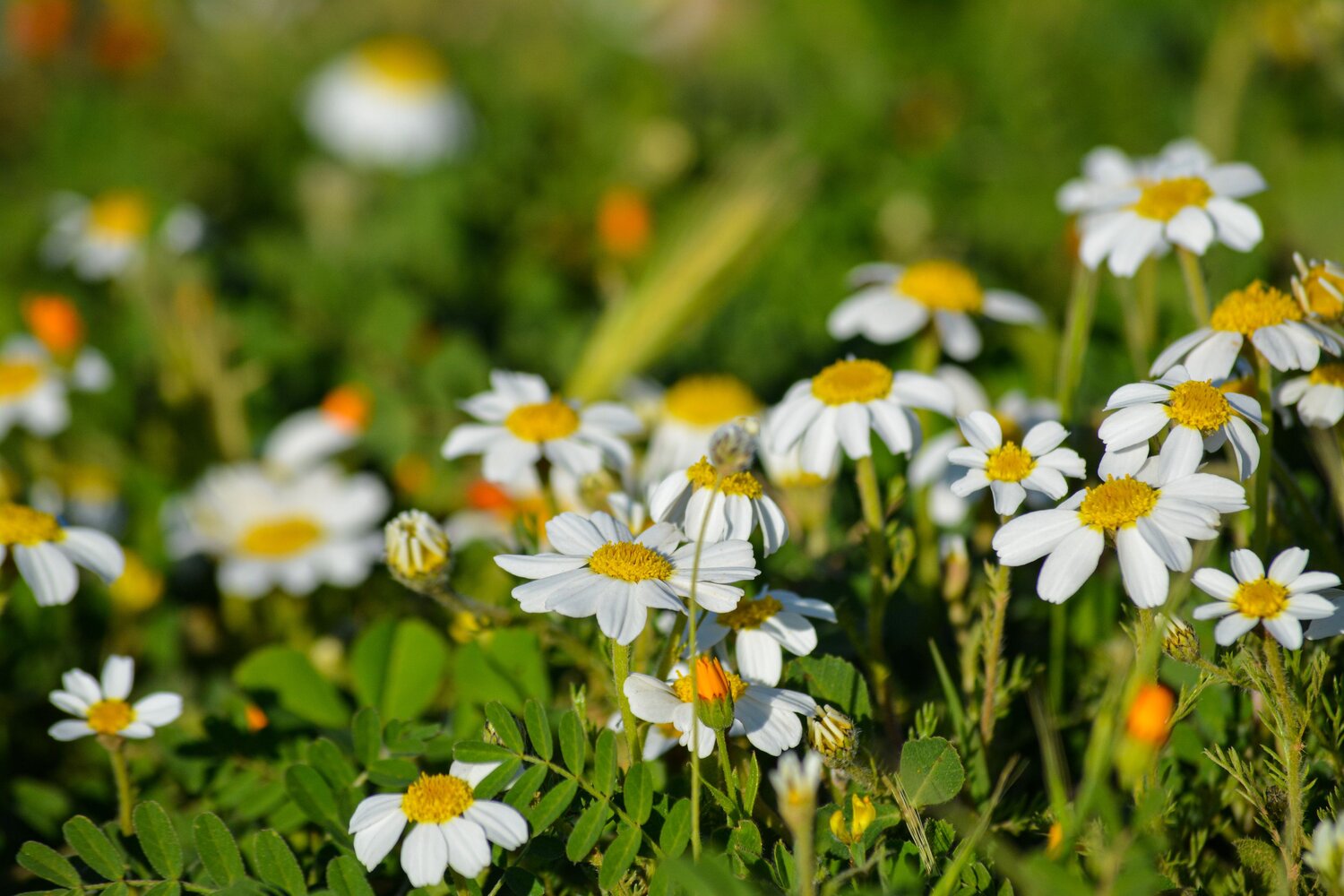 Anthemis arvensis