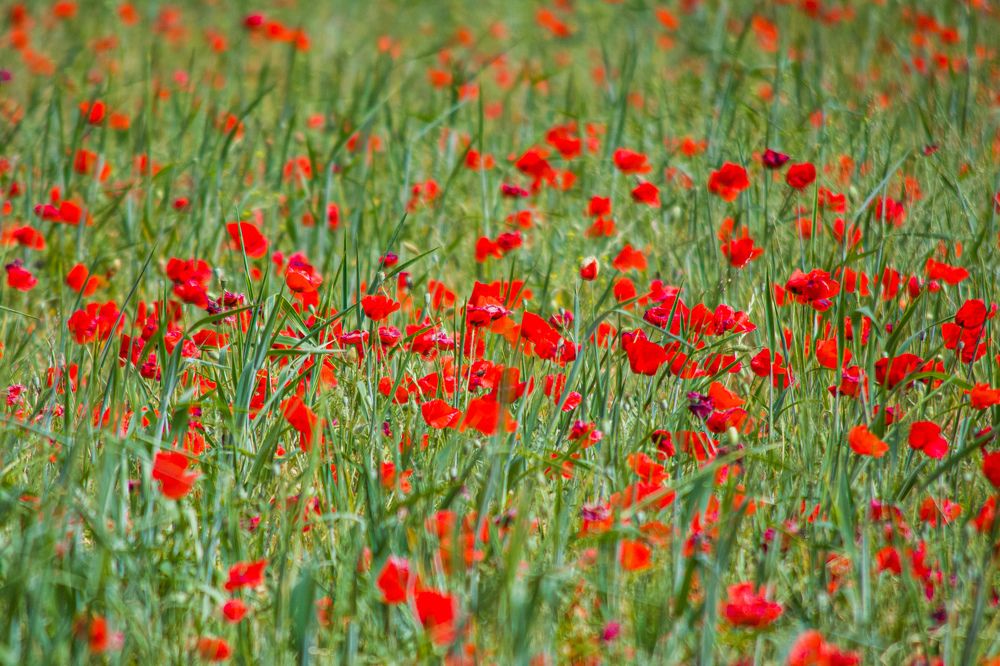 Photograph by Bachir Rabouh