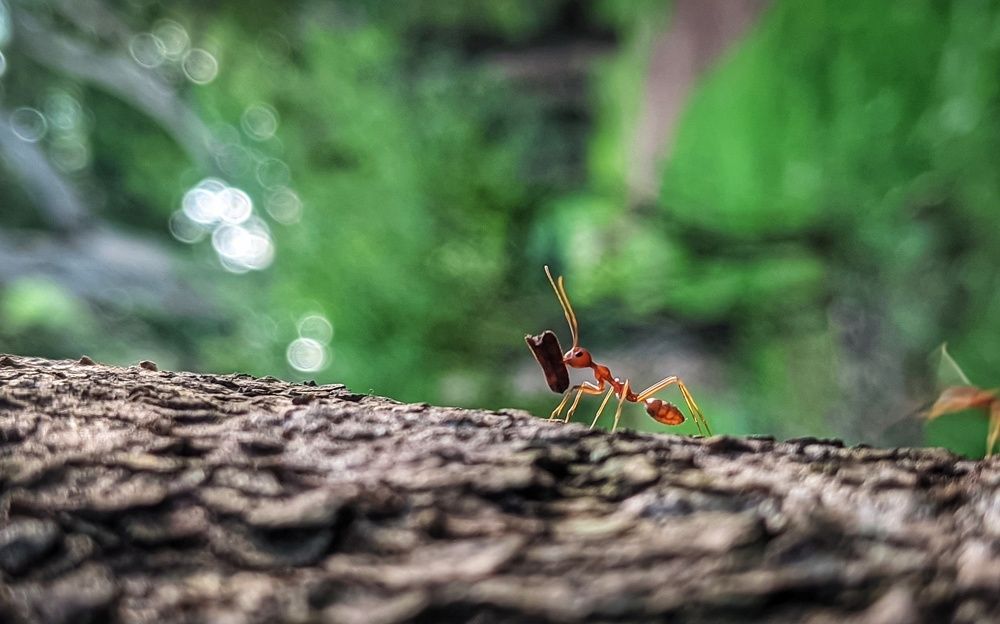 Photograph by Vijayakumar