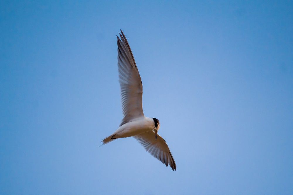 Photograph by Animesh