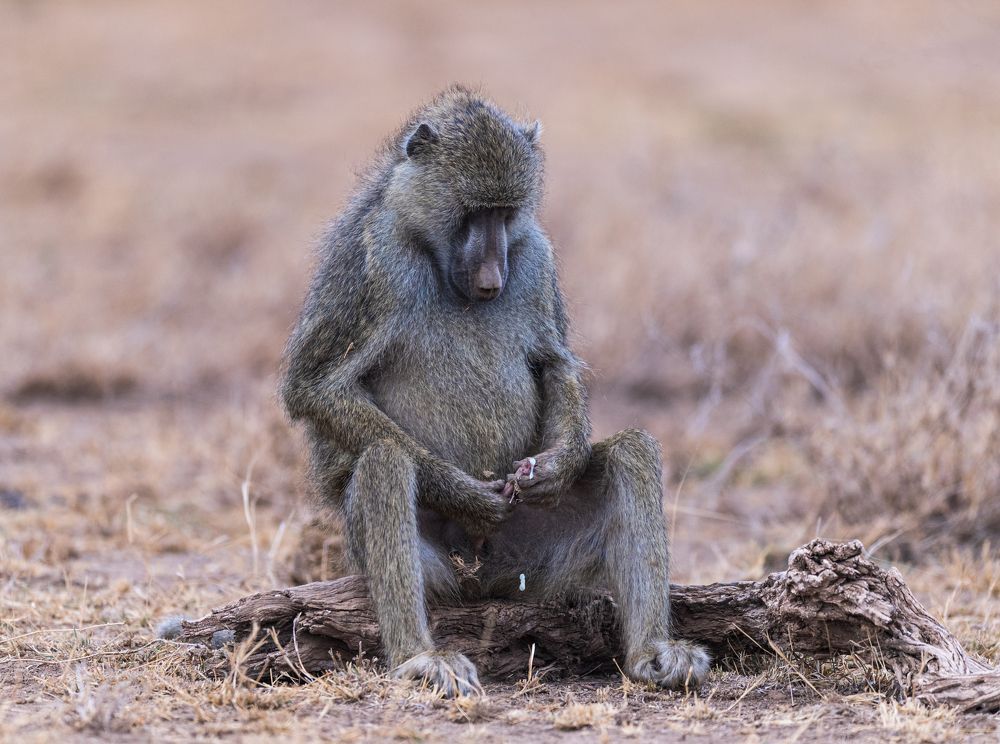 Photograph by Ranjith Kumar