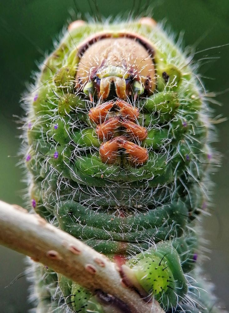 Фотография автора Nilu Bhattacharjee