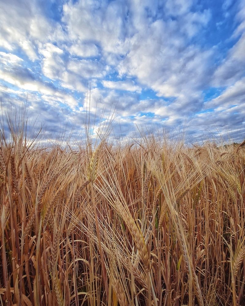 Фотография автора Алла Шикина