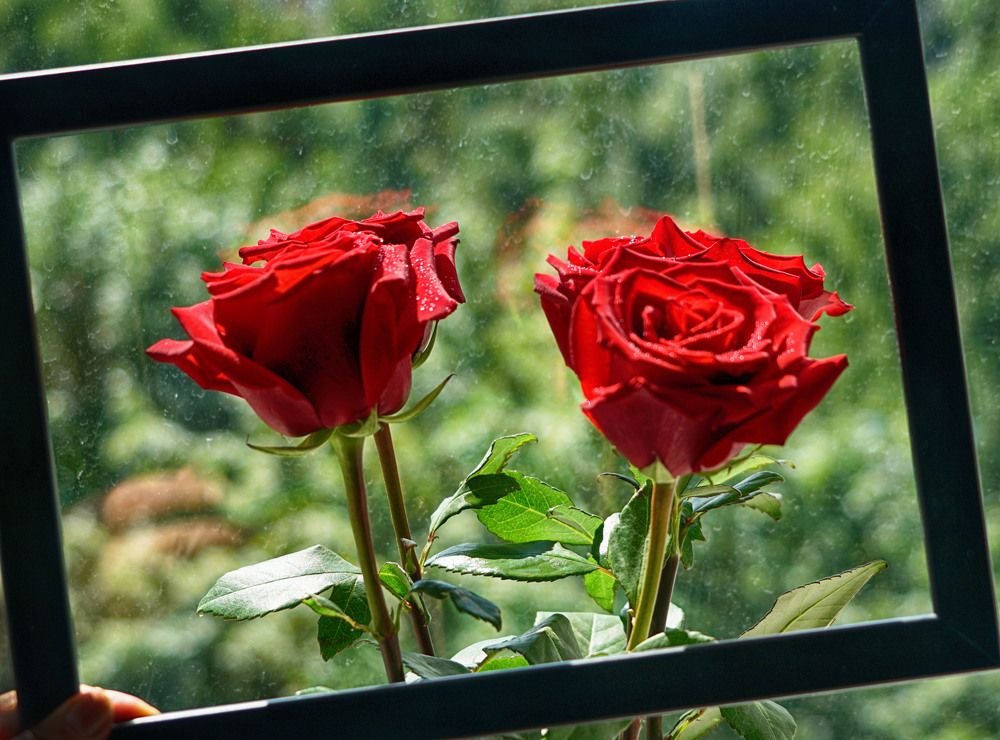 Photograph by Владимир Гречанинов