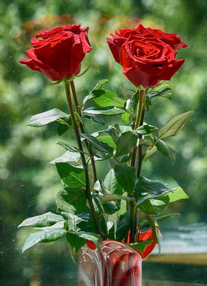 Photograph by Владимир Гречанинов