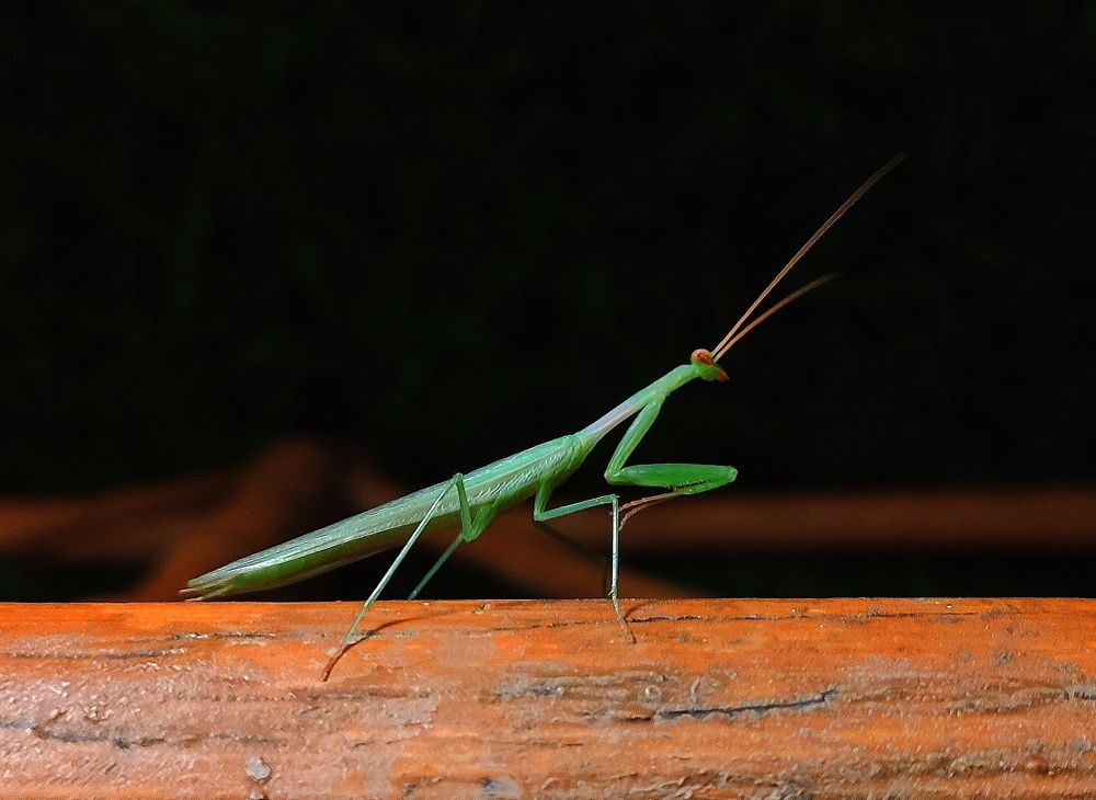 Photograph by ASHRAF FATHY BAKRY