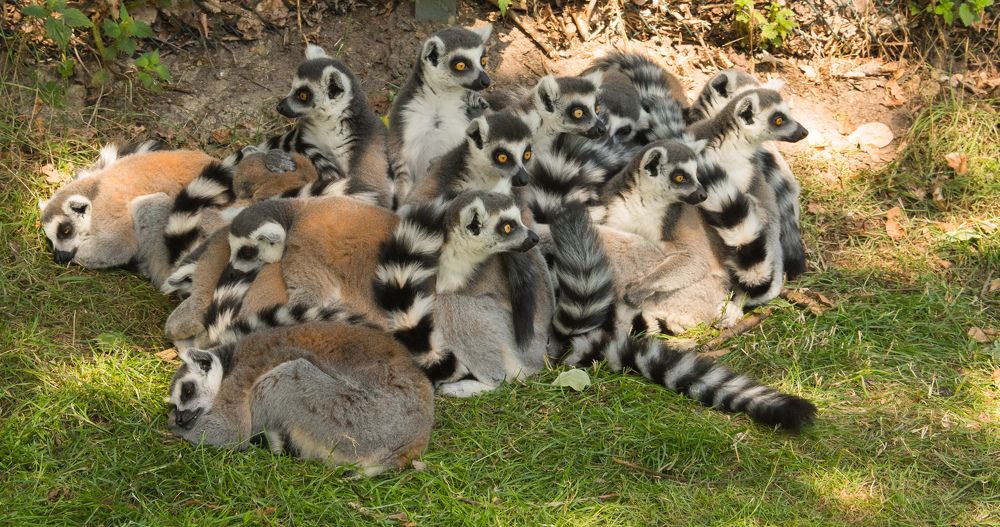 Собрание лемуров
