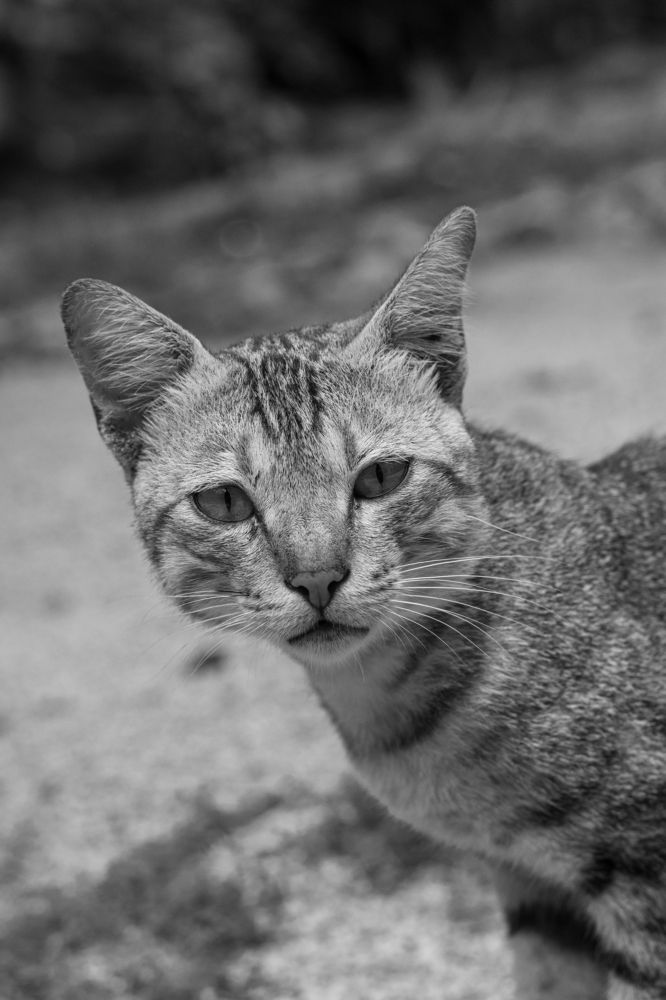 Photograph by Pramo Liyanage