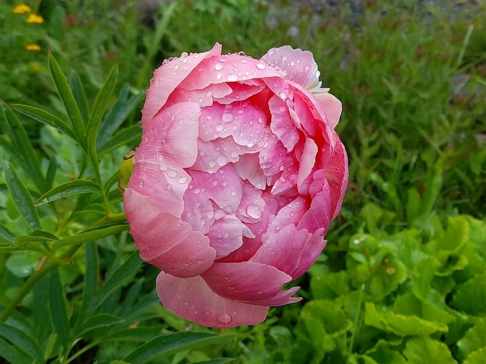 Photograph by Ирина Михайлова