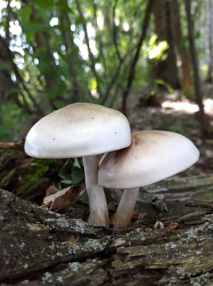 Photograph by Елена Коробченко