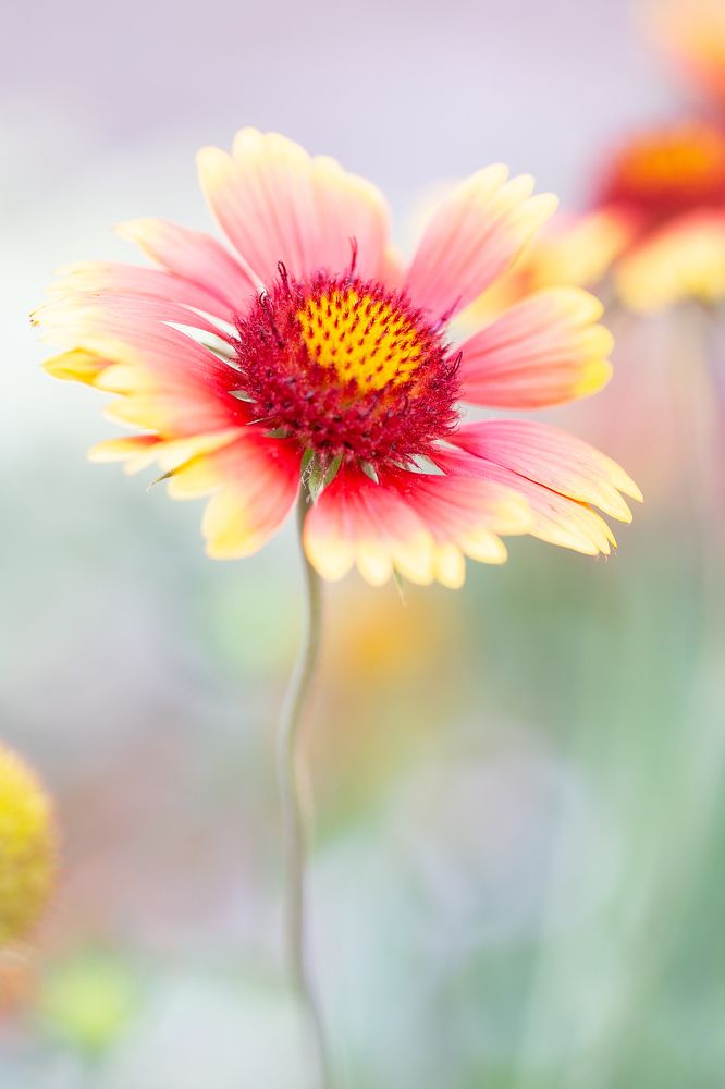 Цветок / A Flower