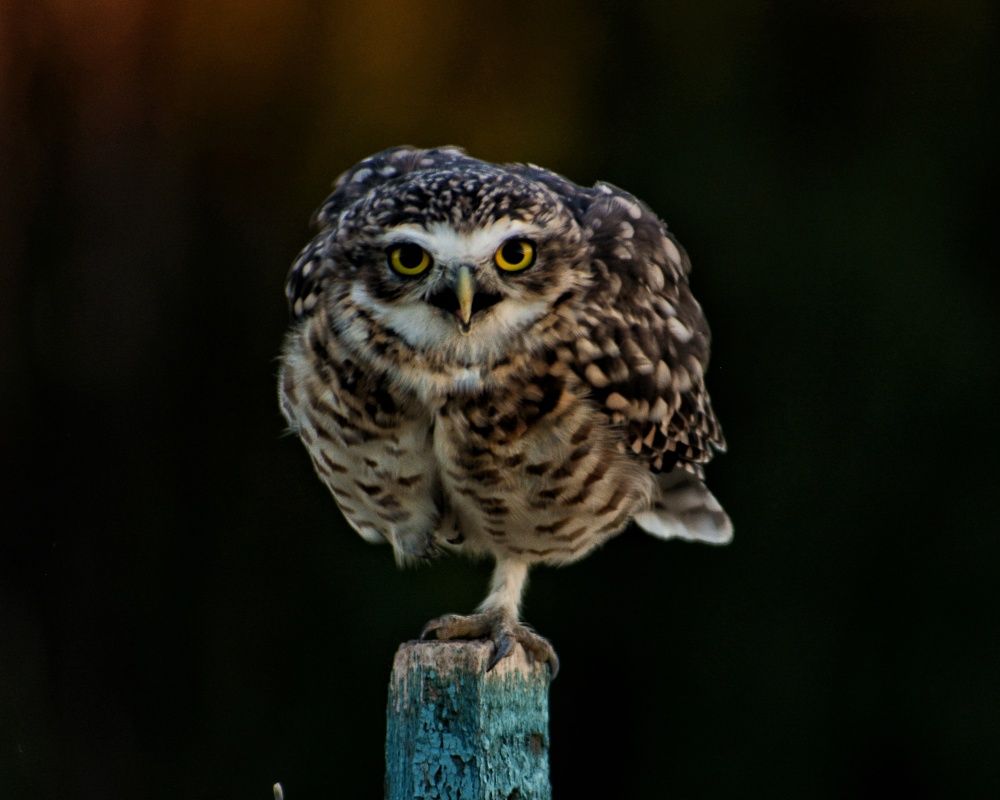 Photograph by VICKY Martinez