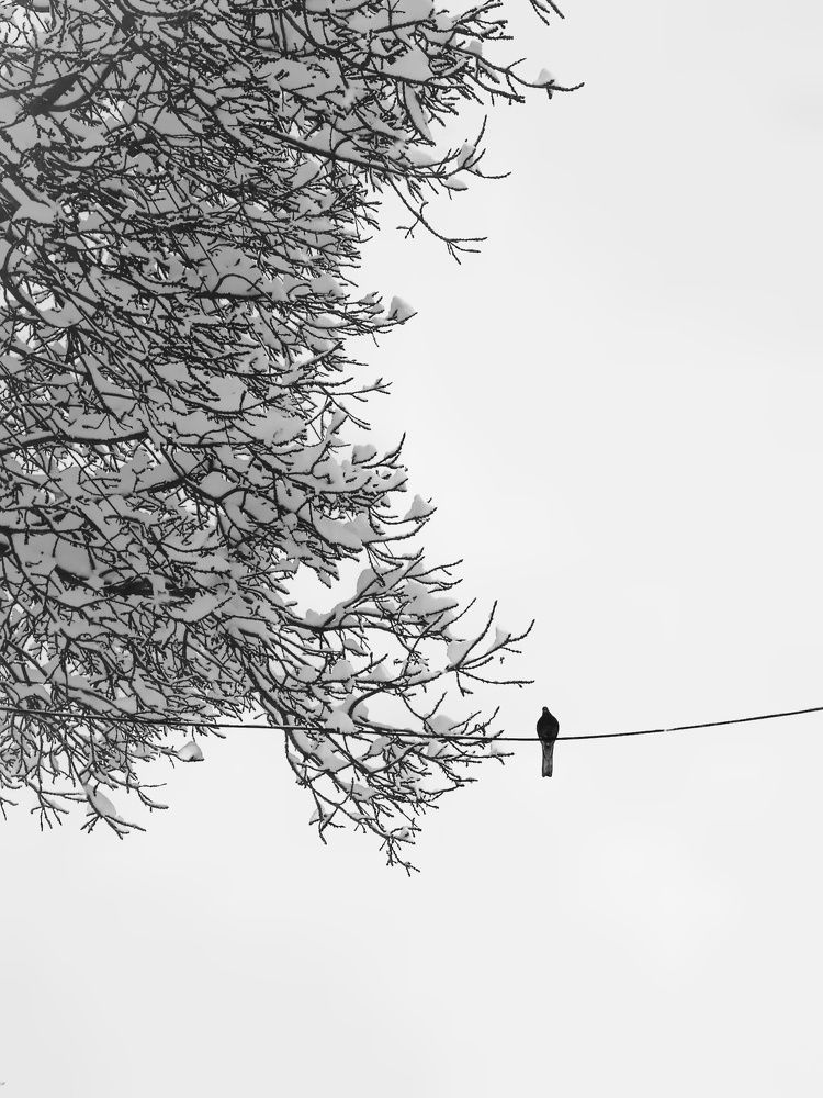 A bird on snowy weather