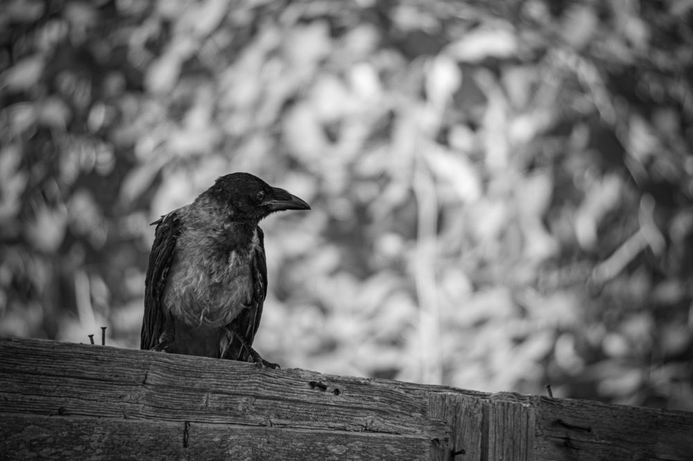 Photograph by Valdis Serzhans