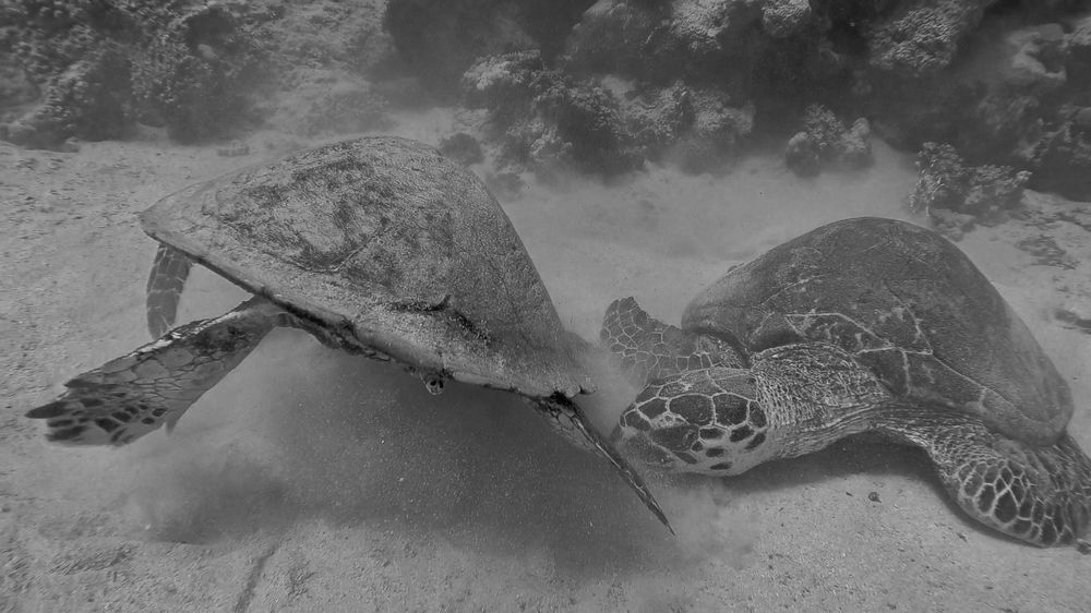 Photograph by Александр Серняк