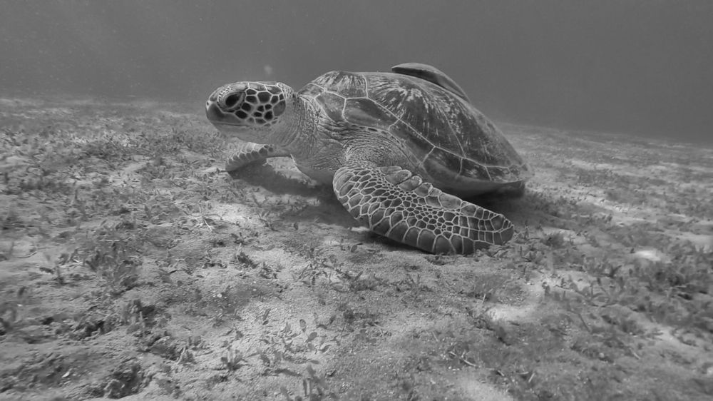 Photograph by Александр Серняк