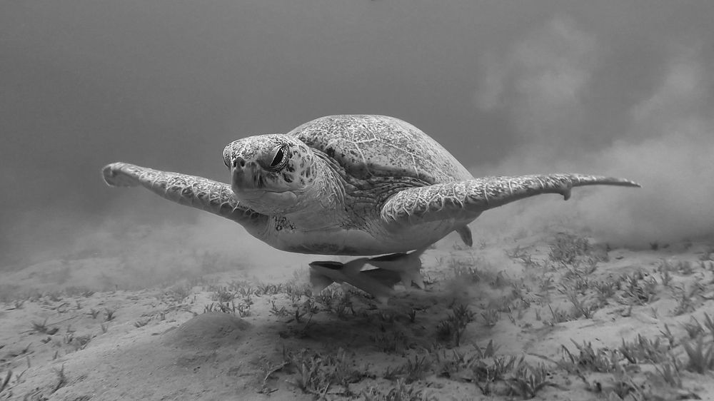 Photograph by Александр Серняк