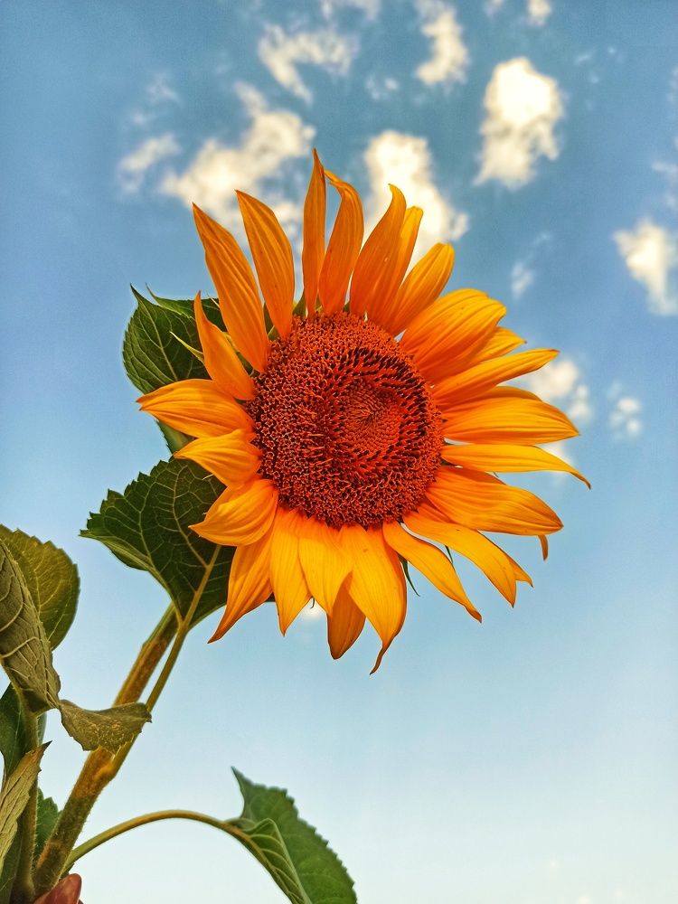 Фотография автора Таня Долгушева