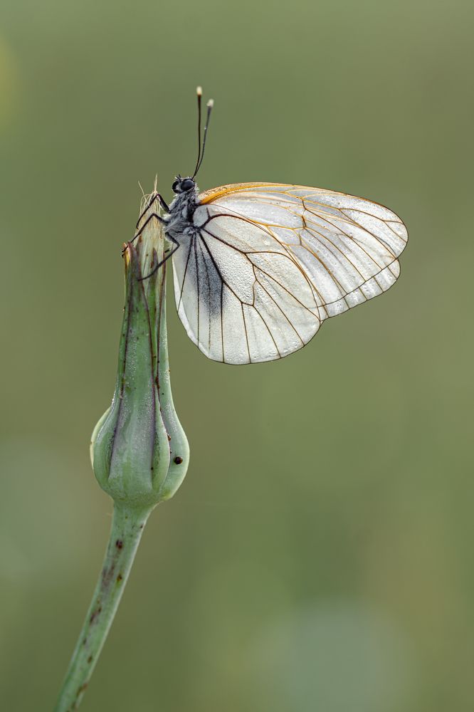 Photograph by  Светослав Радков