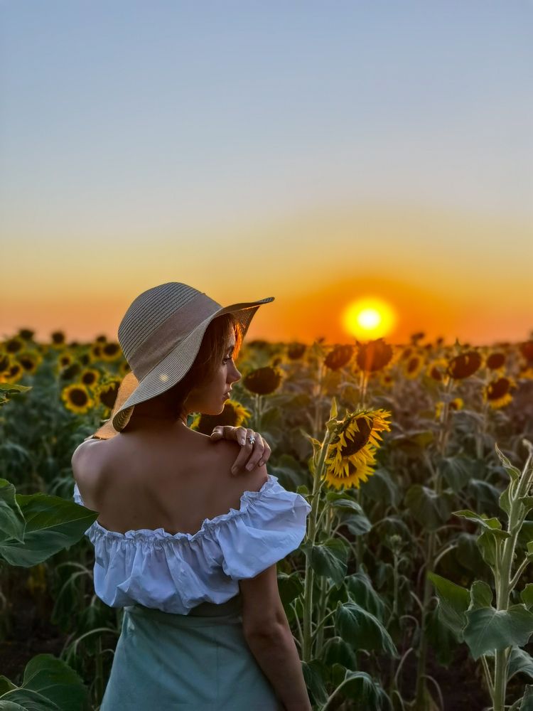 sunflower sunset