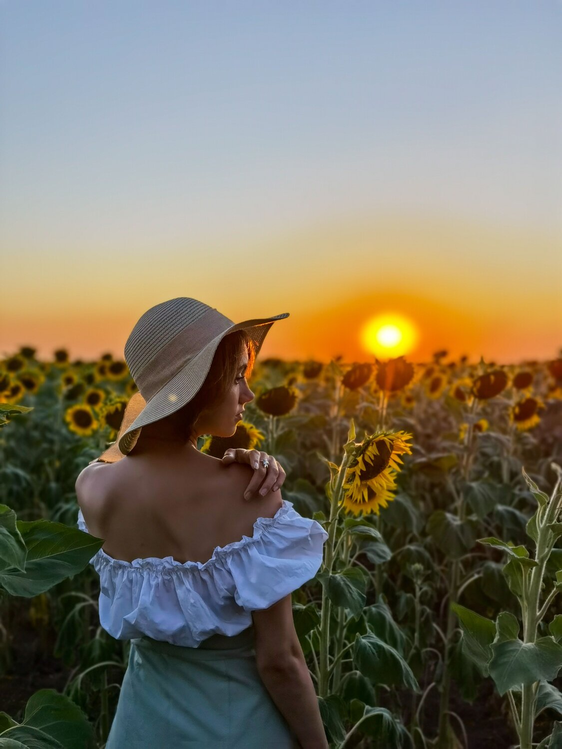 sunflower sunset