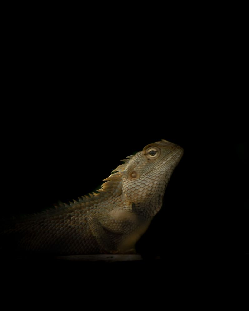 Indian chameleon
