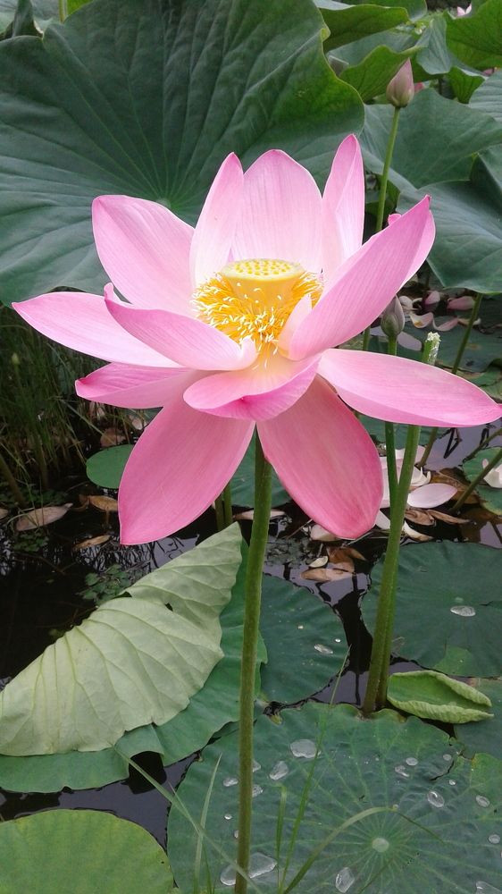 Photograph by Юлия Лихачева