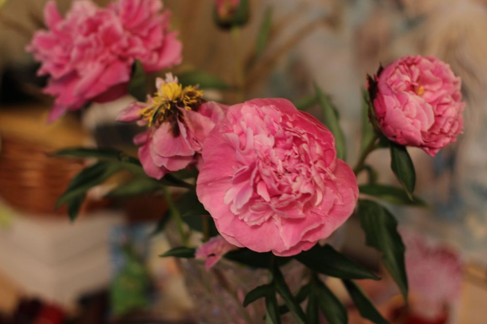 Photograph by Alyona Pravel’eva