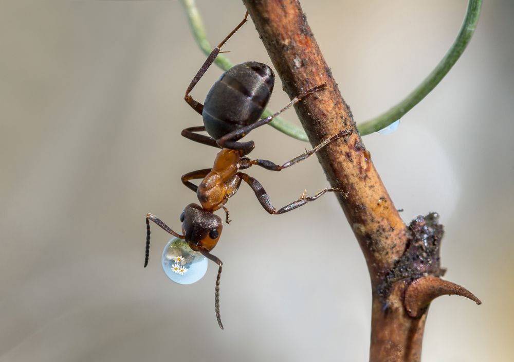 Выпить капельку